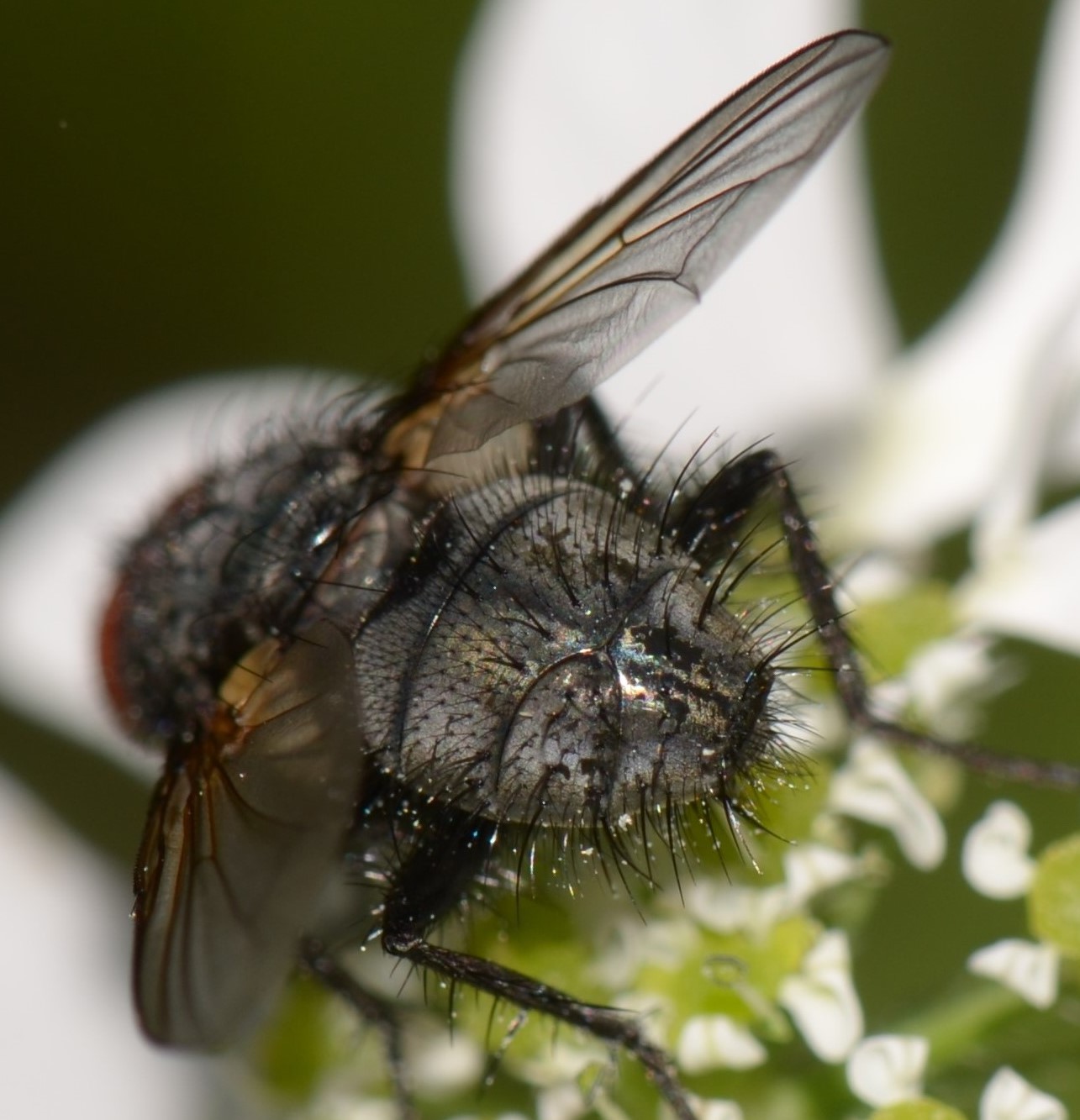 Tachinidae?  S